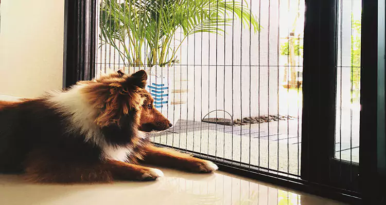 Sliding Screen Pet Door Repair in Port Charlotte, FL
