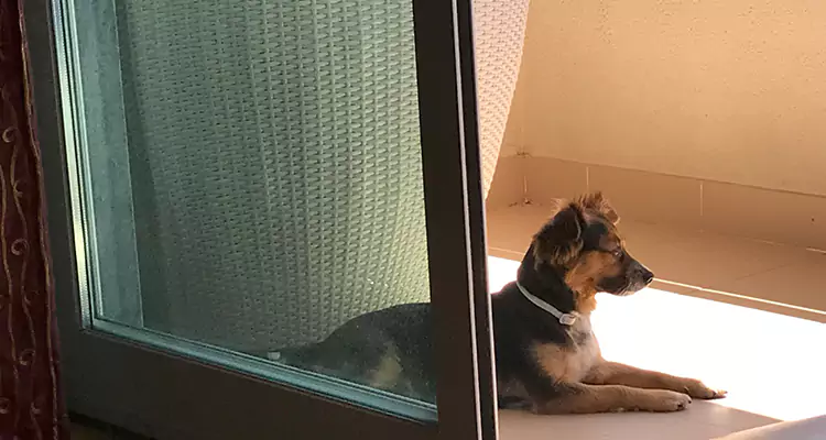 French Door Pet Screen Repair in Port Charlotte, FL